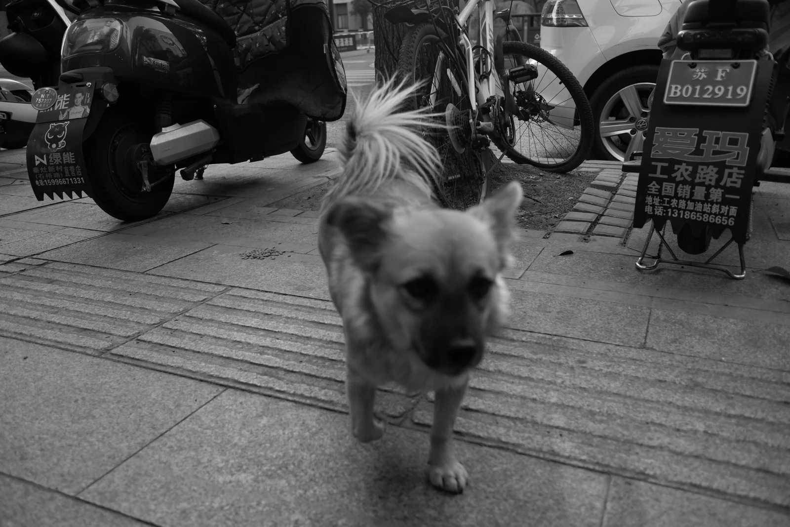 20211116creatures-1