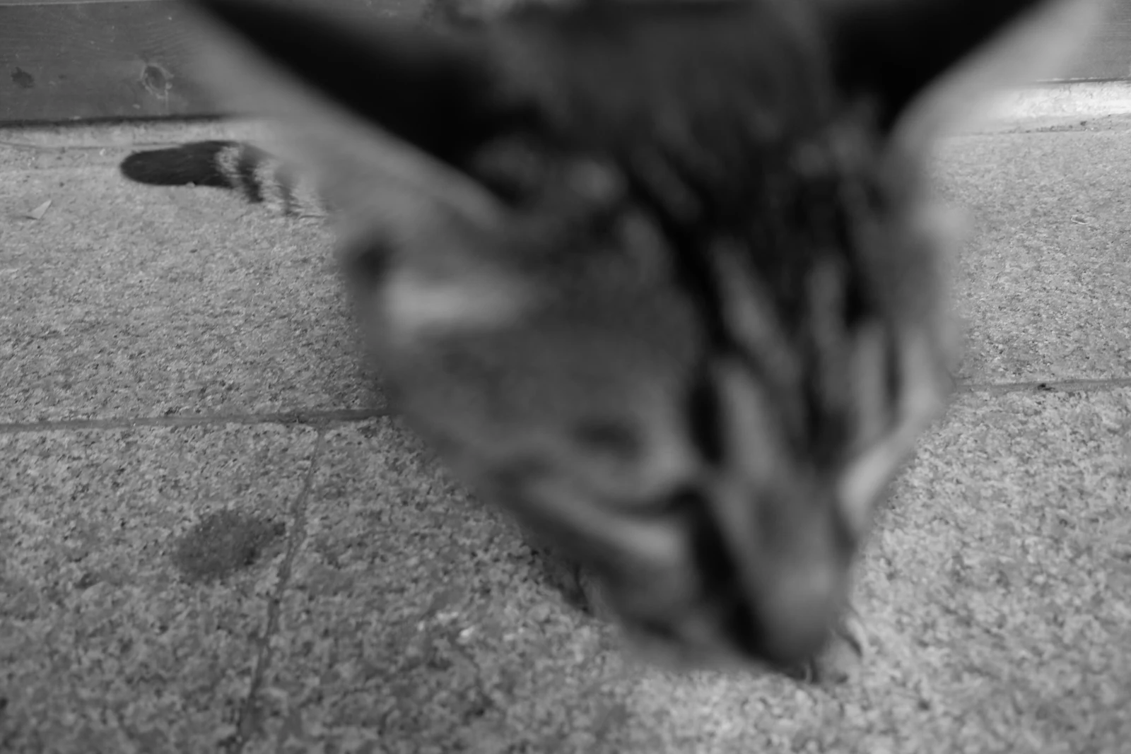 20211116creatures-4