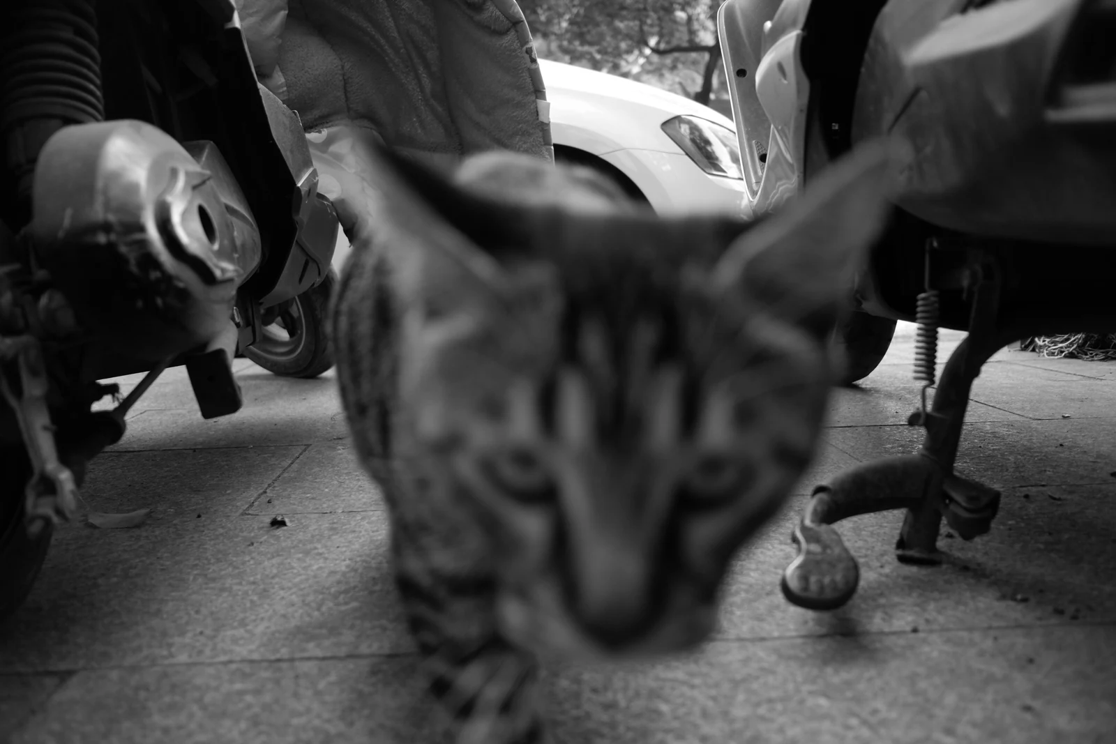 20211116creatures-6